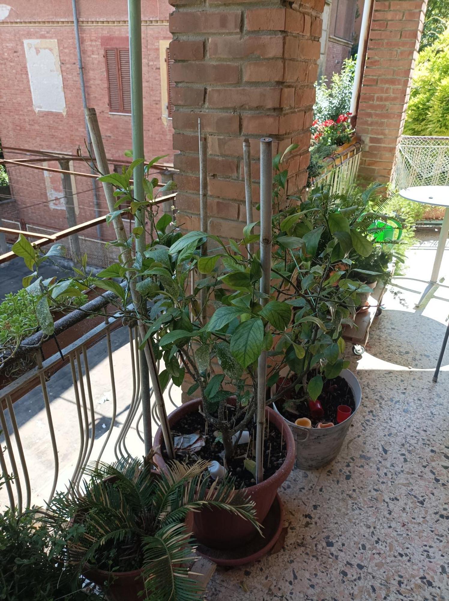 Boh & Boh A Casa Di Luca And His Cats Apartment Perugia Exterior photo
